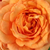 Narancssárga - Virágágyi floribunda rózsa - Bentheimer Gold ®